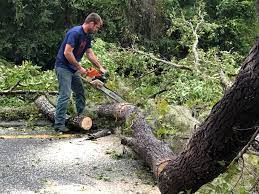 Seasonal Cleanup (Spring/Fall) in Joplin, MO